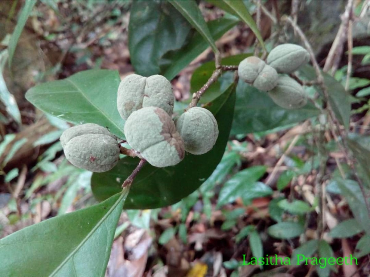 Dichapetalum gelonioides (Roxb.) Engl.